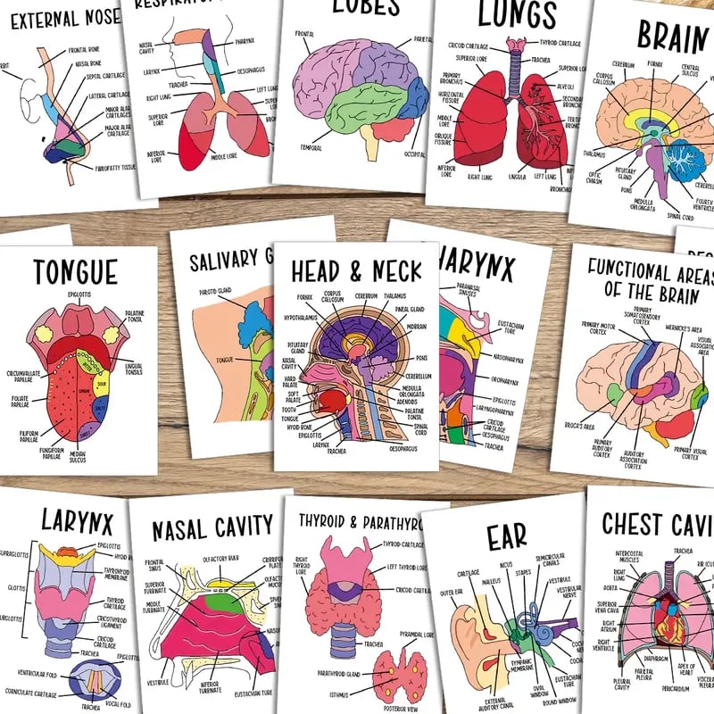 30 Pcs Human Anatomy Flash Cards – Study Guide for Medical and Nursing Staff