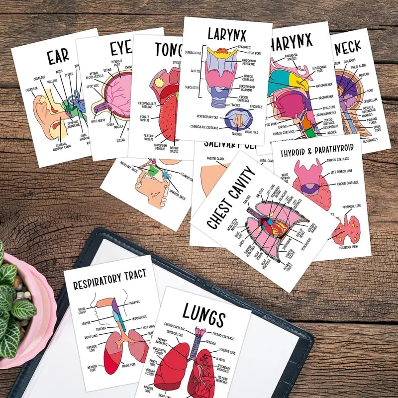 30 Pcs Human Anatomy Flash Cards – Study Guide for Medical and Nursing Staff