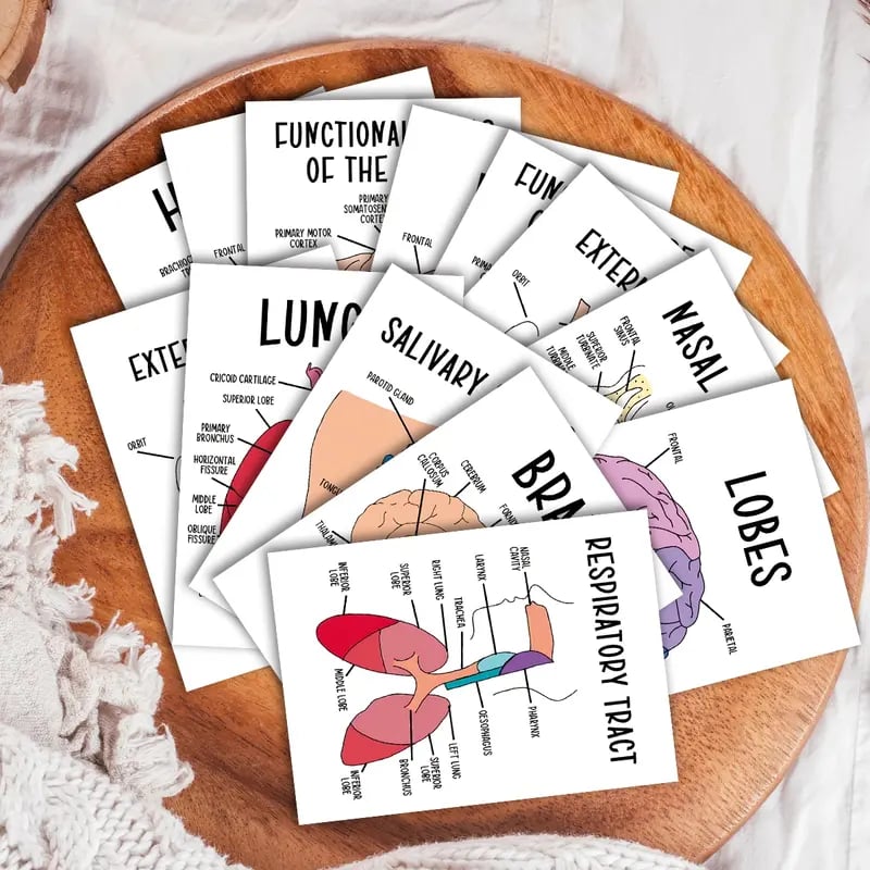 30 Pcs Human Anatomy Flash Cards – Study Guide for Medical and Nursing Staff