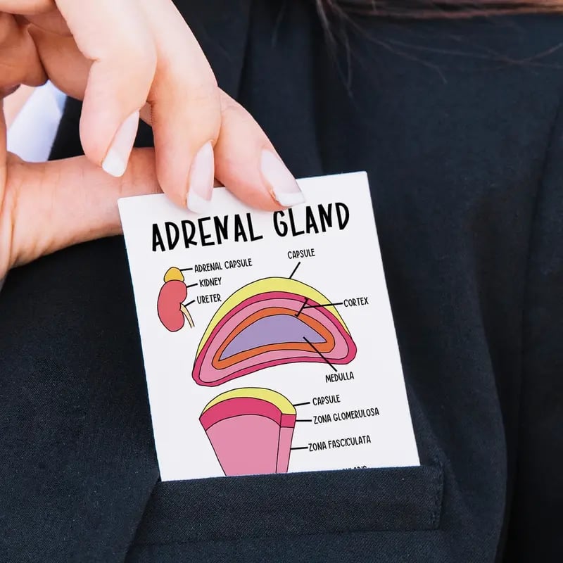 30 Pcs Human Anatomy Flash Cards – Study Guide for Medical and Nursing Staff