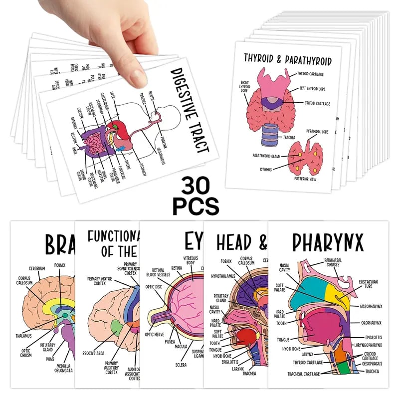 30 Pcs Human Anatomy Flash Cards – Study Guide for Medical and Nursing Staff