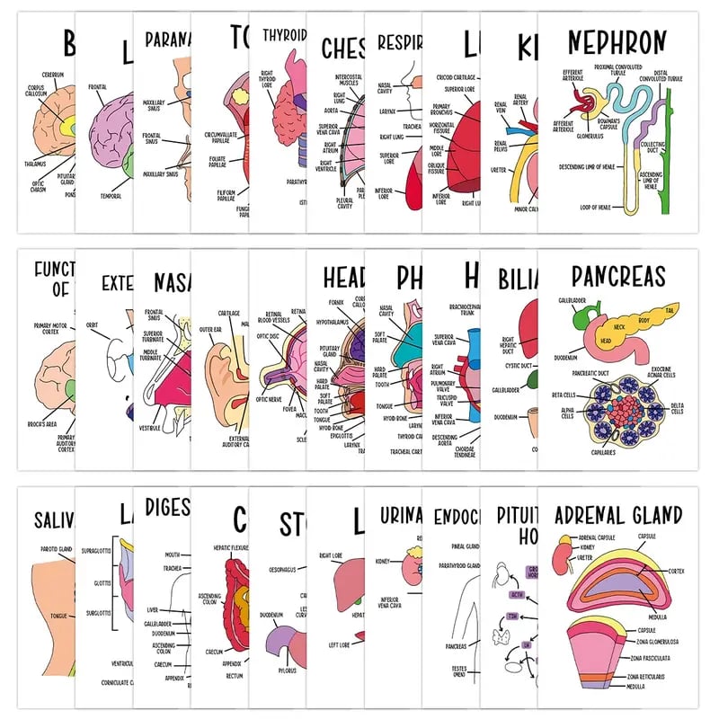 30 Pcs Human Anatomy Flash Cards – Study Guide for Medical and Nursing Staff