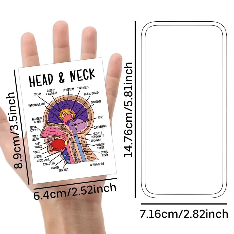 30 Pcs Human Anatomy Flash Cards – Study Guide for Medical and Nursing Staff